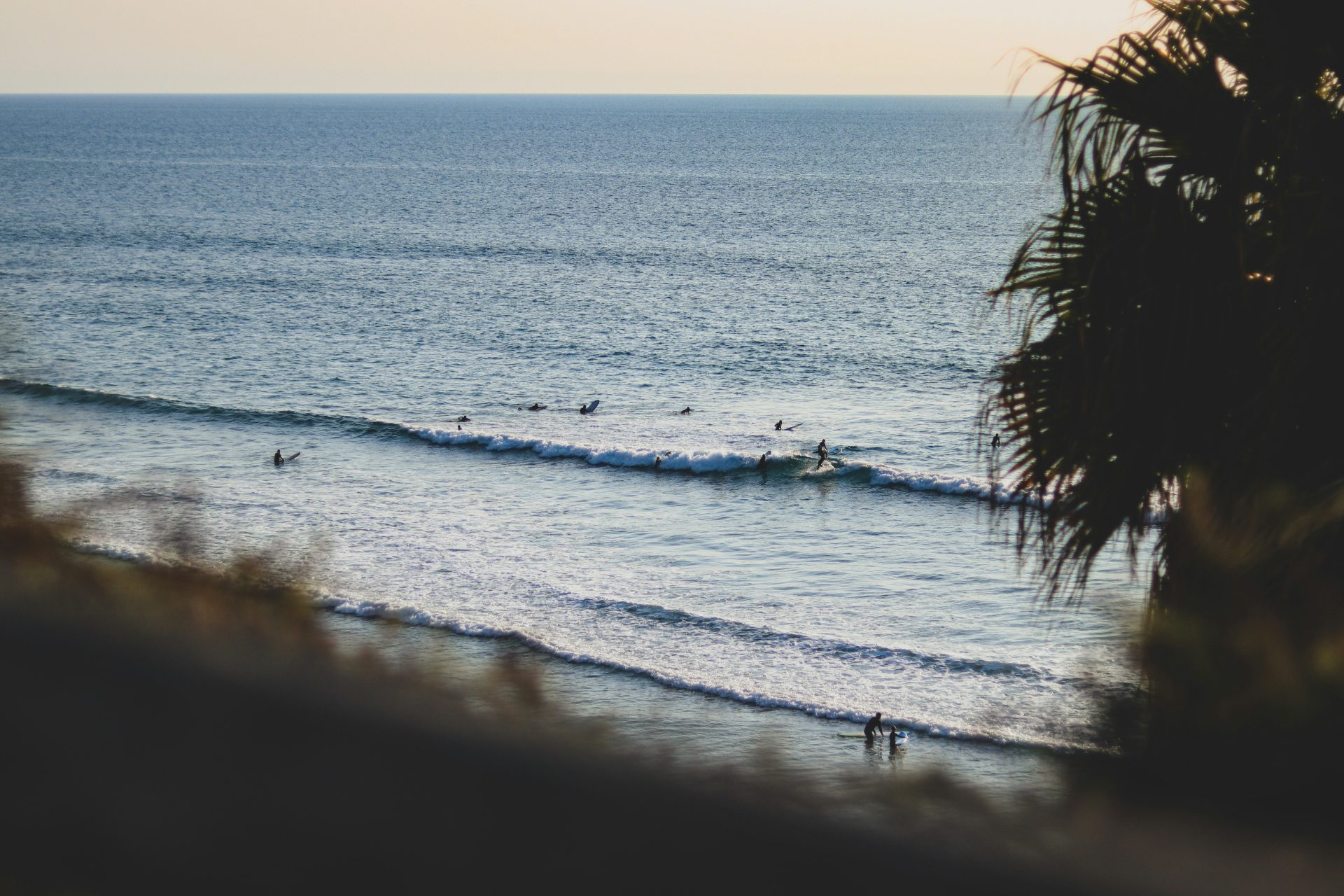 The evening lineup at an Encinitas surf break, seen from the bluff through palm fronds